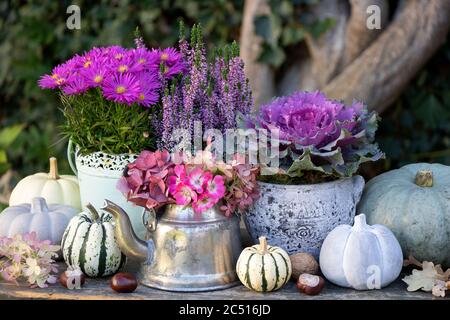 Vintage Gartendekoration mit Herbstblumen in lila und Kürbissen Stockfoto