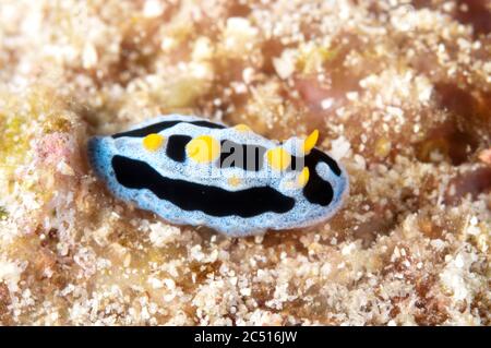 Celestial Phyllidia Nudibranch, Phyllidia coelestis, Dunia Kecil, Wayilbatan, Raja Ampat, West Papua, Indonesien Stockfoto