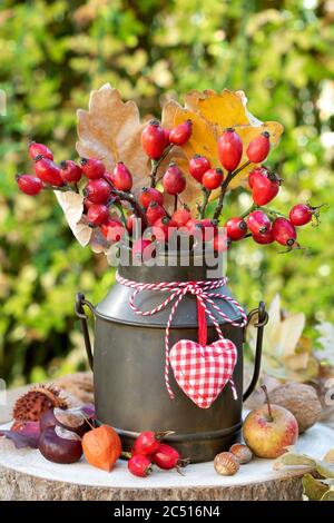 Bouquet von Hagebutten in Vintage-Milch kann als Herbstdekoration Stockfoto