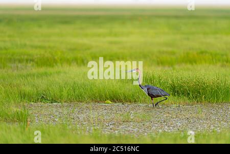 Goliath Heron beim Wandern auf Filed, Goliath Heron, Lake Naivasha, Kenia, Afrika Stockfoto