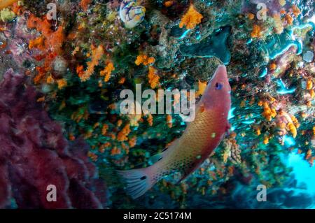 Dianas Hogfisch, Bodianus diana, füttert zwischen eingeklemmten Lufttaschen, Koon Point, Koon, Raja Ampat, West Papua, Indonesien Stockfoto