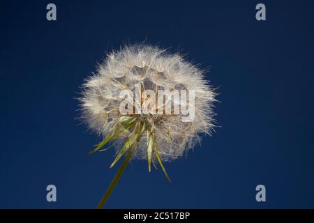 Coltsfoot Tussilago Farfara Seed Head Großbritannien Stockfoto