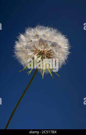 Coltsfoot Tussilago Farfara Seed Head Großbritannien Stockfoto