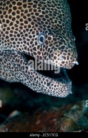 Jungtiere Schwarzfleckige Moräne, Gymnothorax favagineus, Pulau Kraka, Run Island, Banda Islands, Banda Sea, Indonesien Stockfoto