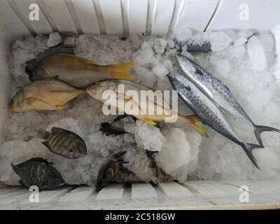 Verschiedene Fische in Kühllagerung Stockfoto