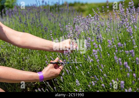 Weibliche Hand sammeln tief lila Lavendel Blumen Stockfoto