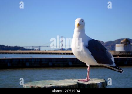 San Francisco 2013, eine schöne Möwe steht ganz auf einem Holzpfosten am Hafen mit goldener Torbrücke im Hintergrund Stockfoto