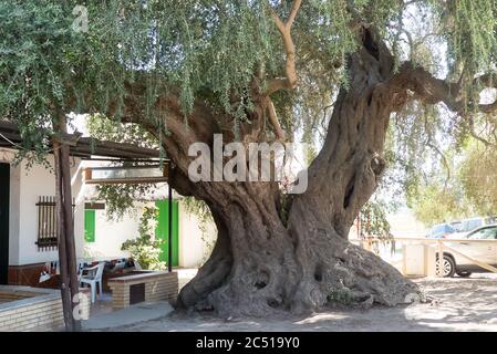 Der Provinz Huelva in Spanien: Eine alte Olivenbaum im Ort El Rocio. Stockfoto