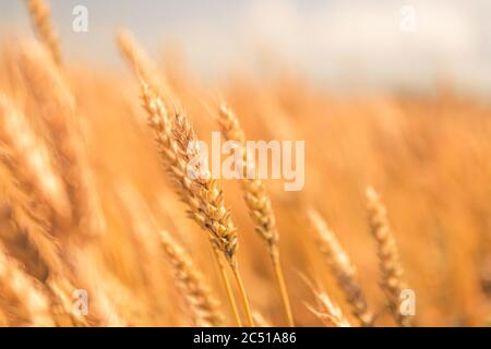 Goldene Ähren aus der Nähe. Gebeugte Weizenäste. Stockfoto