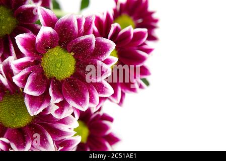 Schöne frische rosa Chrysantheme, Schuss, rosa Gänseblümchen Blumen auf weißem Hintergrund. Stockfoto