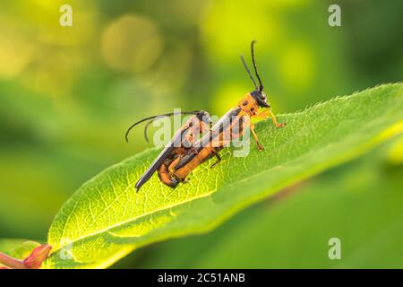 Zwei Käfer paaren sich auf einem grünen Blatt. Stockfoto
