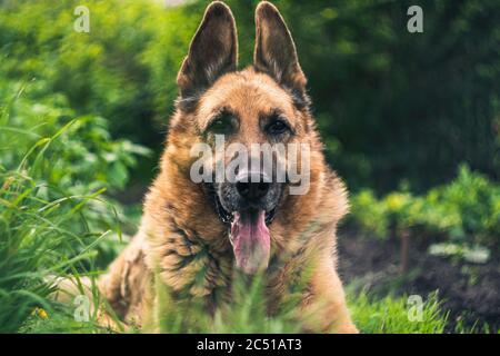 Portrait eines deutschen Schäfers. deutscher Schäferhund auf Gras liegend Stockfoto