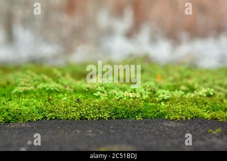 Schönen grünen Moos auf den Boden, Moos, closeup Makro. Schönen Hintergrund von Moss für Tapeten. Stockfoto