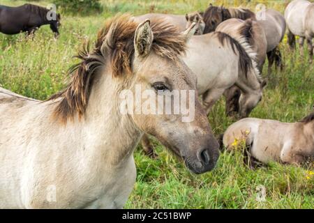 Schönes Wildpferd (Konik) vor seiner Herde Stockfoto