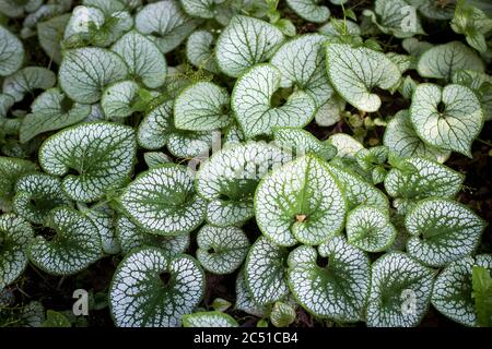 Heartleaf brunnera (Binomialname: Brunnera macrophylla), auch bekannt als sibirischer Bugloss, in einem Frühlingsgarten (der Gattungsname ehrt den Schweizer Botaniker Sam Stockfoto