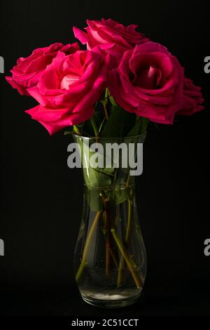 Leuchtend rosa Rose, mit einem großen Bud, blühend. Auf einem dunklen schwarzen Hintergrund Stockfoto