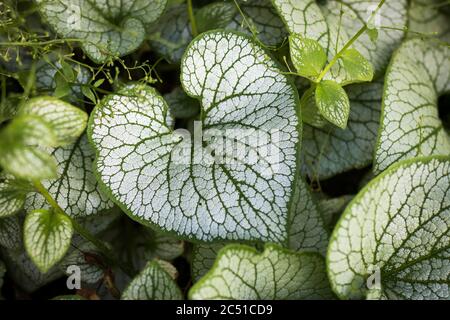 Heartleaf brunnera (Binomialname: Brunnera macrophylla), auch bekannt als sibirischer Bugloss, in einem Frühlingsgarten (der Gattungsname ehrt den Schweizer Botaniker Sam Stockfoto