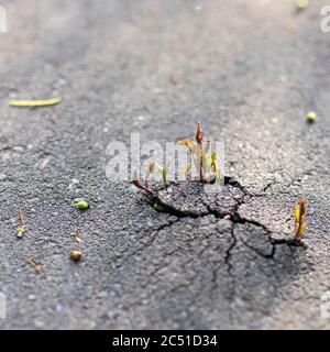 Junger Ahorn bricht durch geschwollenen Asphalt. Kopierbereich Stockfoto