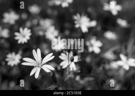 Schwarz-weiße Sternwürze in blühenden Frühlingswiesen. Stellaria graminea. Schöne florale Hintergrund mit zarten Blüten von wilden Kraut. Bokeh. Stockfoto