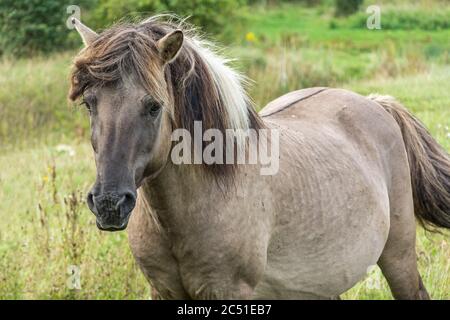 Nahaufnahme eines schönen braunen Wildpferdes (Konik) Stockfoto