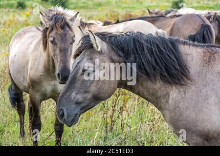 Nahaufnahme der Herde von schönen Wildpferden (Konik) Stockfoto