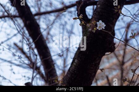 Ein Trio von einigen der ersten Blüten eines Kirschblütenbaums kontrastierte an einem späten Nachmittag im Frühjahr mit einem dunklen Ast Stockfoto