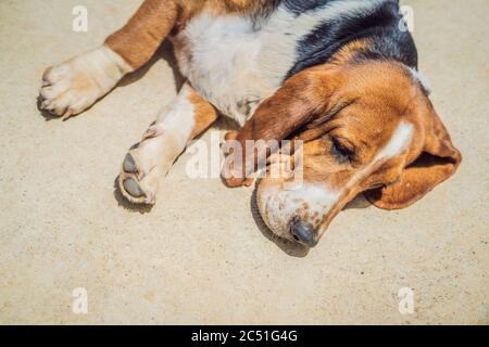 Ein witziger Hund, der auf dem Boden schläft Stockfoto