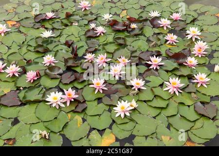 Frösche auf den grünen Blättern blühender Seerosen Stockfoto