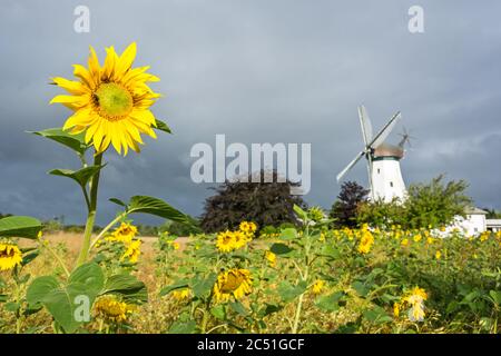 Sonnenblumenfeld vor historischer Windmühle und drohende dunkle Wolken in Norddeutschland Stockfoto