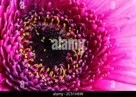 Abstraktes Makro einer rosa Gerbera-Blütenblüte Stockfoto