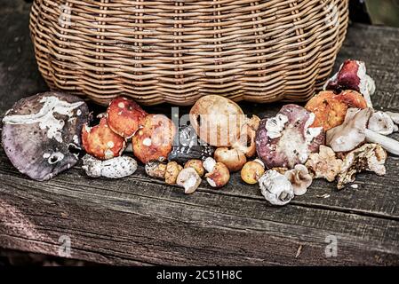 Korb mit Pilzen, wenig bekannt, aber ausgezeichnet. Stockfoto