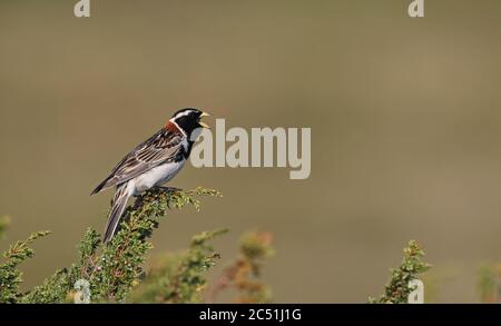 Lappland longspur (Calcarius lapponicus) Gesang auf Tundra Stockfoto