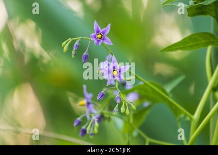 Schöne Blume in den Sumpfdickichten Stockfoto