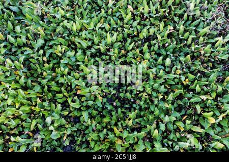 Dichte Dickichte von grünen Sumpfpflanzen Stockfoto