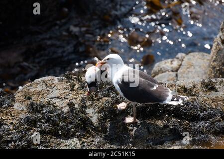 Greater Black Backed Möwe mit Papageientaucher Stockfoto
