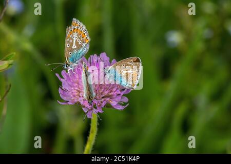 Polyommatus icarus, Blauer Schmetterling, der sich am Nektar einer trifolium-Pratense-Pflanze ernährt Stockfoto