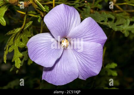 Alyogyne huegelii, allgemein als Lilac Hibiscus bekannt, findet man in den Küstenschrobland von West Australia Stockfoto
