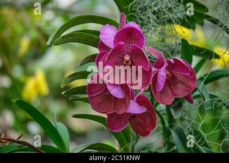 Große hängende Orchideen im botanischen Garten Stockfoto