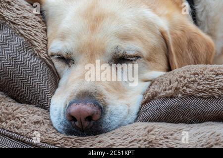 Ein schlafender labrador Hund. Schlafende Hunde liegen lassen. Stockfoto