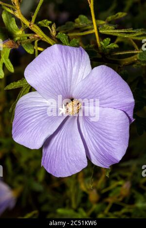 Alyogyne huegelii, allgemein als Lilac Hibiscus bekannt, findet man in den Küstenschrobland von West Australia Stockfoto