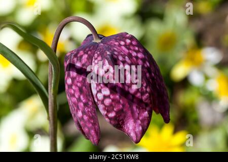 Fritillaria meleagris allgemein bekannt als Schlangenkopf Fritillary eine gemeinsame Frühlingsblühbirne Pflanze Stockfoto