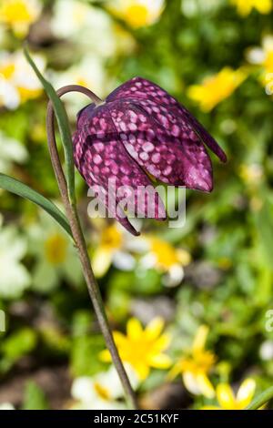 Fritillaria meleagris allgemein bekannt als Schlangenkopf Fritillary eine gemeinsame Frühlingsblühbirne Pflanze Stockfoto