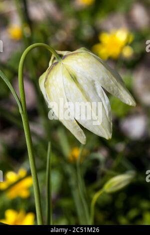 Fritillaria meleagris alba gemeinhin als Schlangenkopf Fritillary eine gemeinsame Frühlingsblühbirne Pflanze bekannt Stockfoto