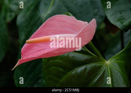 Flamingo Blume - Rosa Anthurium Stockfoto