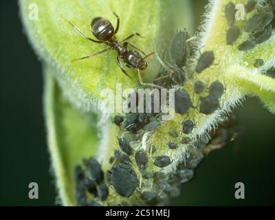 Schwarze Gartenamse erntet Blattläuse Stockfoto