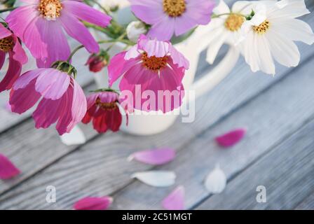 Zartes Bouquet von hellen Kosmos bipinnatus Blumen in weißem Becher auf grauen Holztisch Stockfoto