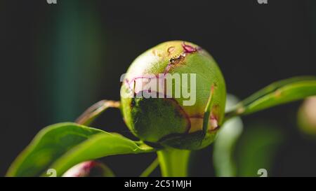 Nahaufnahme der Ameise auf einer grünen Pfingstrose isoliert Auf schwarzem Hintergrund Stockfoto