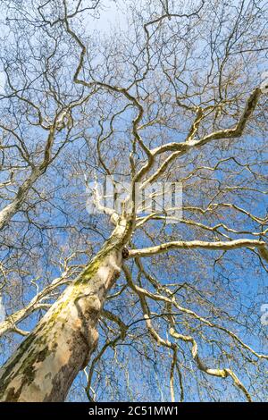 Blattloser Platanenbaum mit vielen Zweigen in der Morgensonne Stockfoto