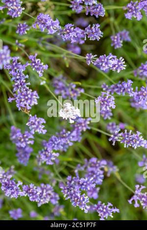 Eine weiße Lavendelblüte, die zwischen purpurem Lavendel wächst Stockfoto