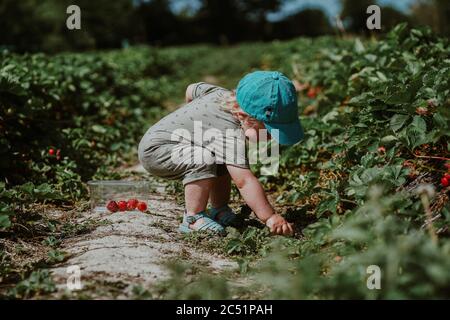 Erdbeerpflücken für Kleinkinder auf einer Obstfarm in Oxfordshire, Großbritannien Stockfoto